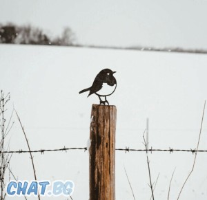 Mira the Magpie