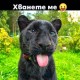 Грахче