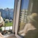 Грахче