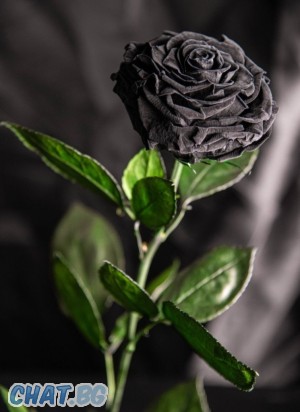 Black'Rose