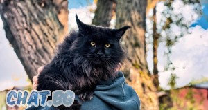 Котенце'